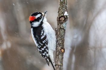 Downy woodpecker at Big Sioux Recreation Area.