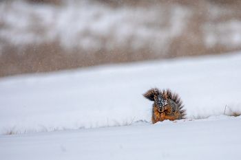 Snow or no snow, a squirrel’s gotta eat.