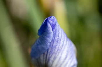 Rocky Mountain iris about to unfurl.