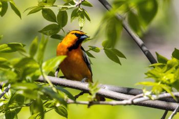 Bullock’s oriole at Custer State Park.