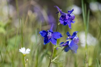 Prairie larkspur with chickweed blooms at Custer State Park.