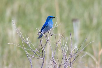 Mountain bluebird at Wind Cave National Park.