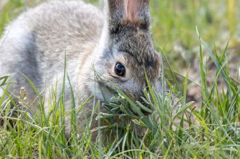 Cottontail rabbit at Wind Cave National Park.