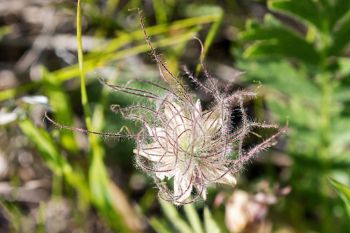 The top of a prairie smoke flower in bloom at Fort Meade Recreation Area near Sturgis.