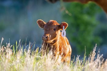 Calf in tall grass in rural Butte County.