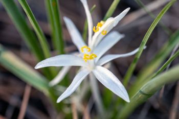 Star lily in rural Butte County.