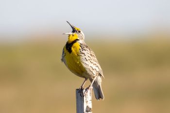 Meadowlark in full throat in rural Butte County.