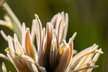 Downy paintbrush in rural Butte County.