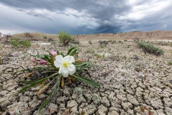 Gumbo lily under darkening skies at Buffalo Gap National Grasslands.