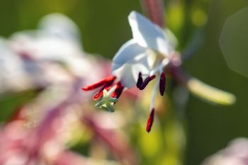 Scarlet gaura (beeblossom) in rural Butte County.