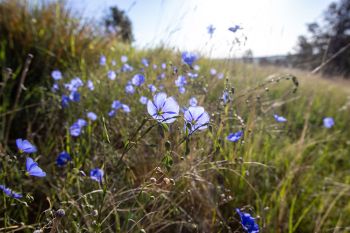 Wild flax blooms turned to the morning sun in rural Butte County.