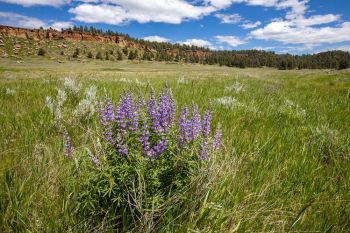 Silky lupine with the Cave Hills formation in the distance in Harding County.