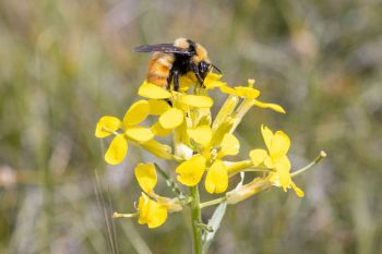 Bee on a wallflower in rural Perkins County.