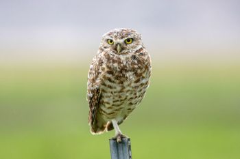 Burrowing owl along the Conata Basin Road south of Badlands National Park.