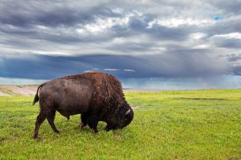 Bison after the rain at Badlands National Park.