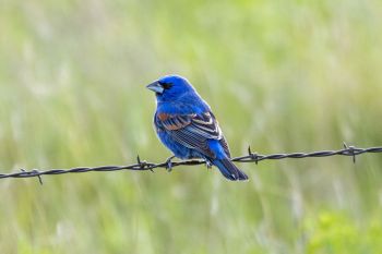 Blue grosbeak along Bigfoot Road north of Badlands National Park.