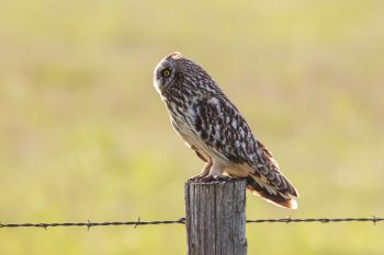 Short-eared owl along Bigfoot Road.