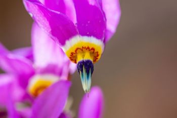 Shooting star wildflower at Custer State Park.