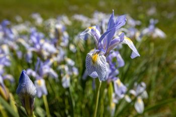 Rocky Mountain iris in bloom at Custer State Park.