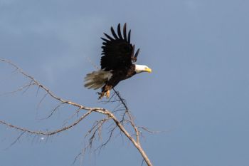 Bald eagle, Walworth County.