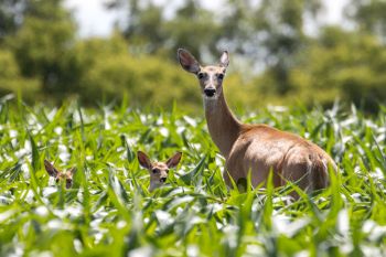 White-tailed deer in a McPherson County cornfield.