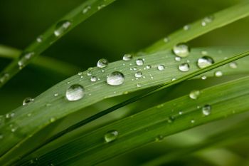 Raindrops on grass, Sica Hollow State Park.