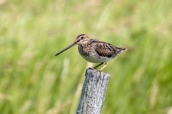 Wilson’s snipe, Roberts County.