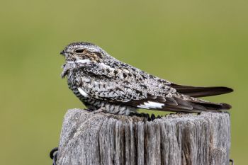 Common nighthawk, Roberts County.