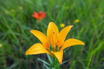 Uncommonly colored wild wood lily, Grant County.