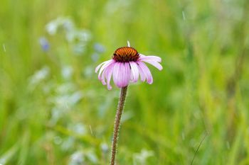 Black samson (purple coneflower) in the rain in Day County.