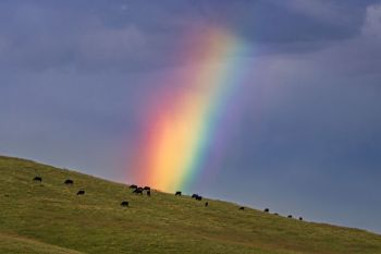 Rainbow and cattle, Brookings County.