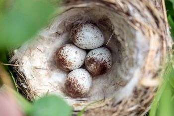 Yellow warbler nest and eggs in Day County.