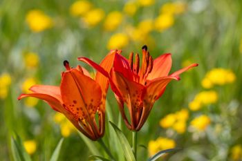 Wild wood lily in bloom, Grant County.