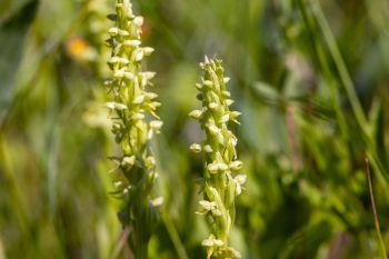 Northern green orchid, Grant County.