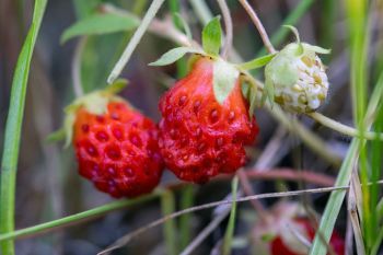 Wild strawberries, Deuel County.