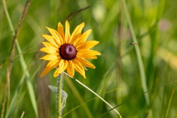 Black-eyed Susan, Deuel County.