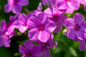 Prairie phlox in bloom, Deuel County.