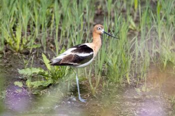 American avocet, Walworth County.