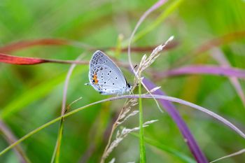 Eastern-tailed blue butterfly in the tall grass of Sioux Prairie Preserve.