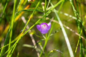 Slender-leaved false foxglove bloom found at Sioux Prairie Preserve.