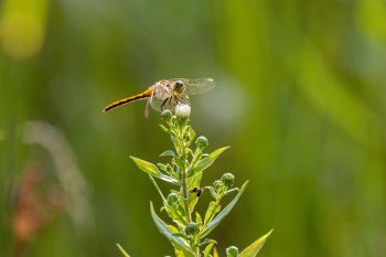 Dragonfly in Grant County.