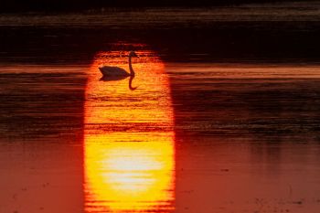 Swan at sunset in rural Roberts County.