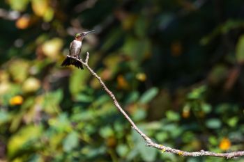 Ruby-throated hummingbird at Sica Hollow State Park.