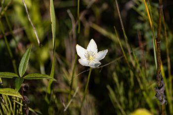 American grass of parnassus bloom at Jacobson Fen Preserve in Deuel County.