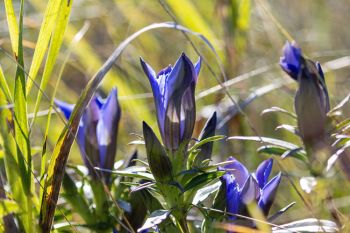 Downy gentian on the hillsides of Jacobson Fen Preserve.