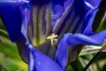 Close-up of downy gentian.