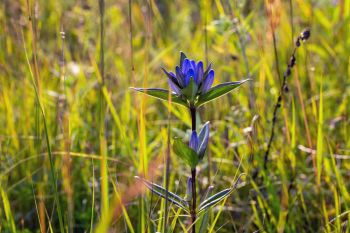 Bottle gentian Grant County.