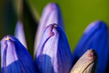 Close-up of bottle gentian.