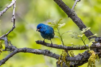 Indigo bunting at Palisades State Park.