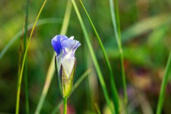 Lesser fringed gentian in Grant County.